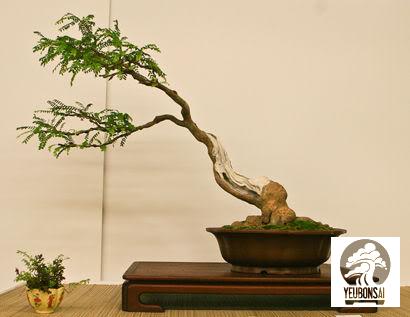 Bonsai, cay canh nghe thuat, cây cảnh nghệ thuật, cay the, cây thế, triển lãm bonsai, trien lam bonsai, triển lãm cây thế, trien lam cay the